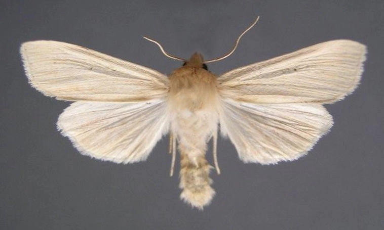 bleke grasuil, Mythimna pallens, Han KS, coll. Naturalis, Leiden, 16640.jpg
